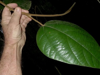 Abuta