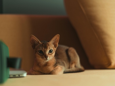 Abyssinian