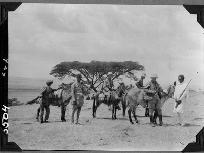 Abyssinian Acacia
