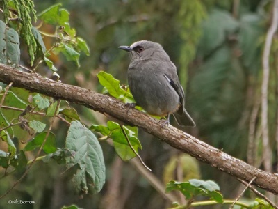 Abyssinian Catbird