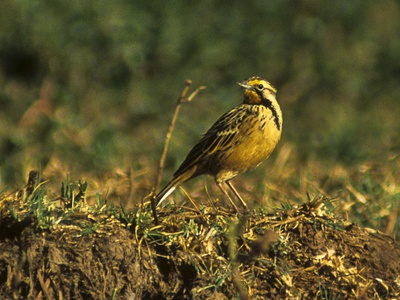 Abyssinian Longclaw