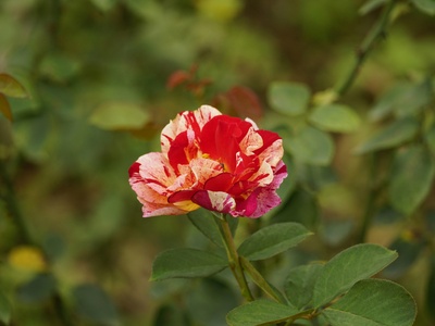 Abyssinian Rose
