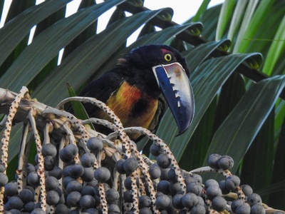 Açaí palm