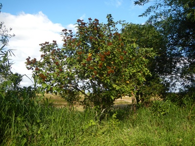 Achiote