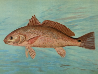 Acoupa weakfish