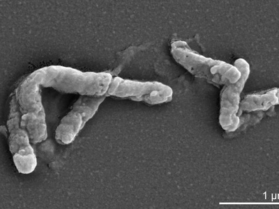Actinobacteria
