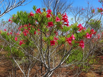 Acuña's Ekmanianthe