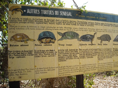 Adanson's Mud Turtle