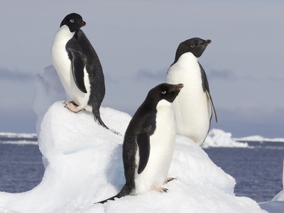 Adélie Penguin