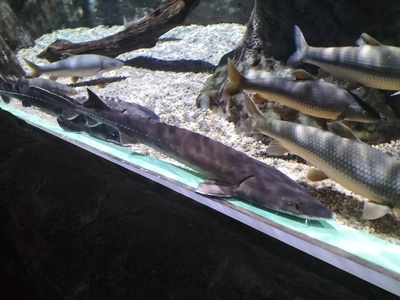 Adriatic Sturgeon