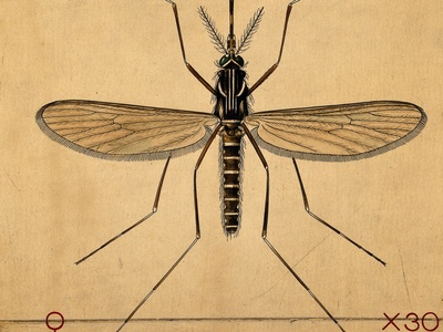 Aedes aegypti mosquito