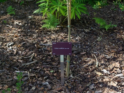 Aeolian Cytisus