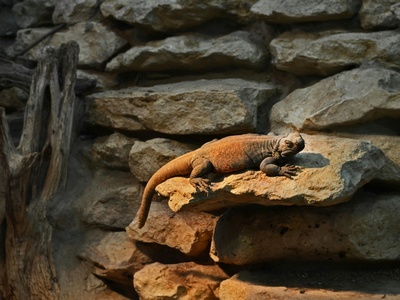 Aeolian Wall Lizard