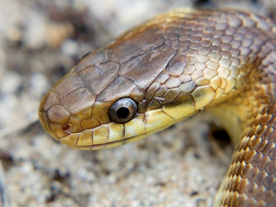 Aesculapian snake