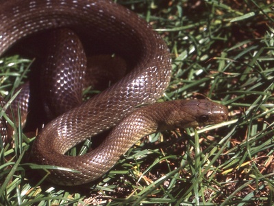 Aesculapian snake