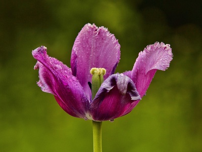 Afghan Iris