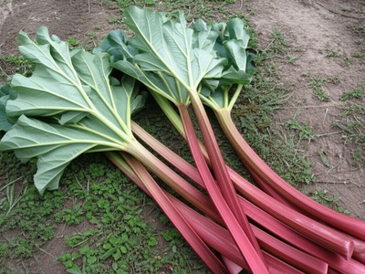 Afghan Rhubarb