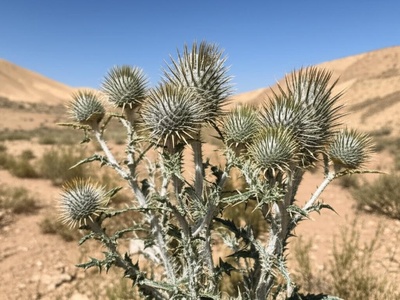 Afghan Thistle