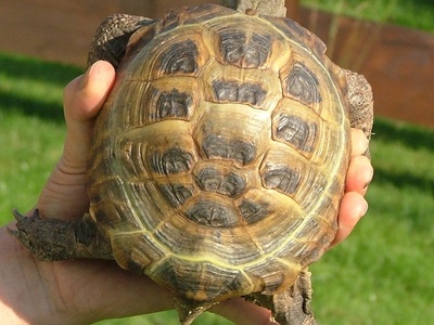 Afghan Tortoise