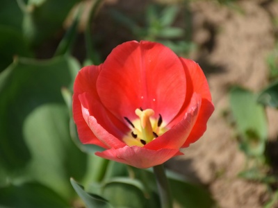 Afghan Tulip