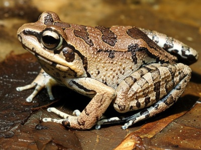 Afia Birago's Puddle Frog