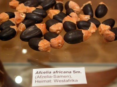African Afzelia