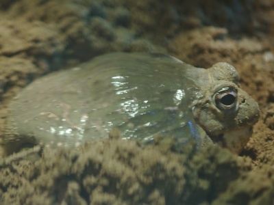 African Bullfrog