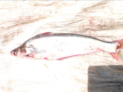 African butter catfish