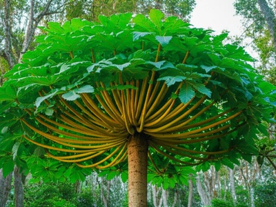 African Cabbage Tree
