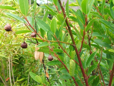 African Dogwood