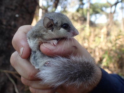 African Dormouse