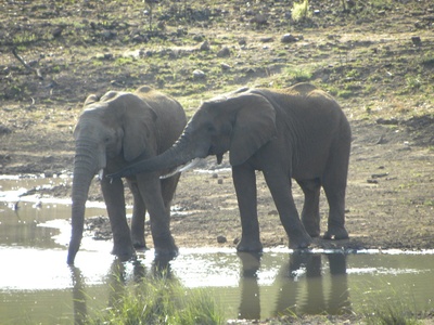 African Elephant
