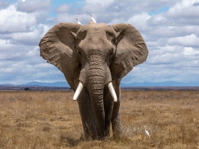 African elephant
