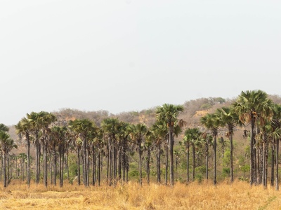 African Fan Palm