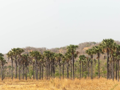 African Fan Palm