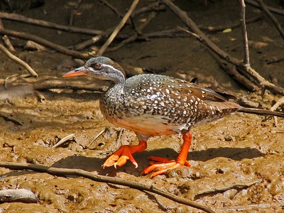 African Finfoot