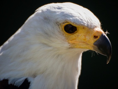 African Fish Eagle