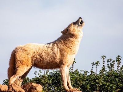 African Golden Wolf
