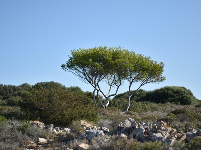 African Juniper