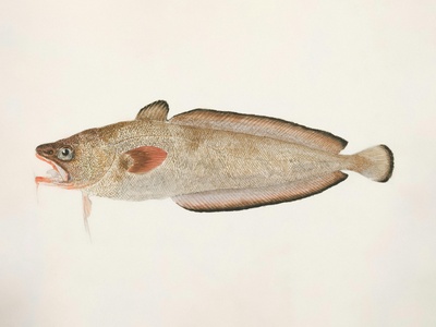 African lungfish