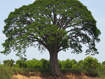 African Mahogany
