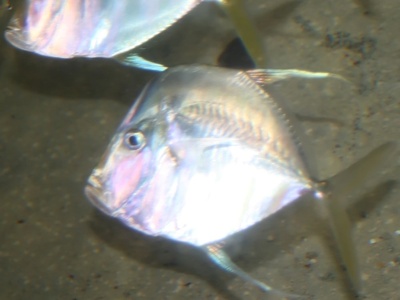 African moonfish