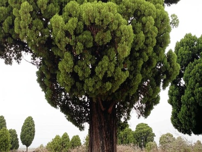 African Pencil Cedar