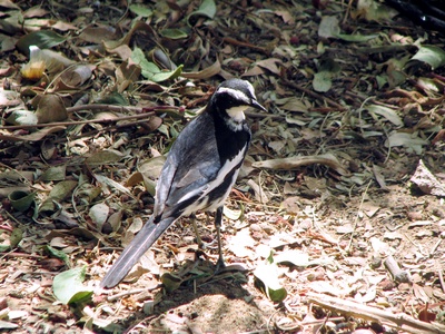 African Pied Wagtail