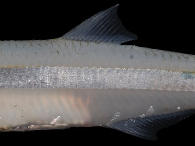 African pike