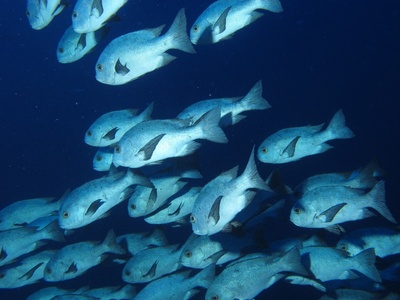 African red snapper