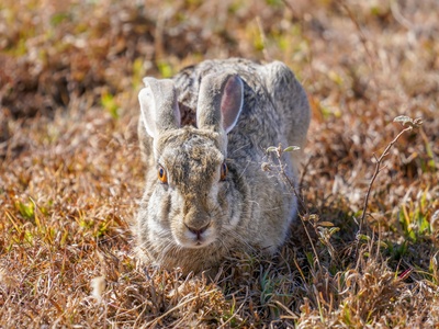 African Savanna Hare