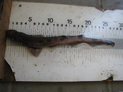 African sawtail catshark