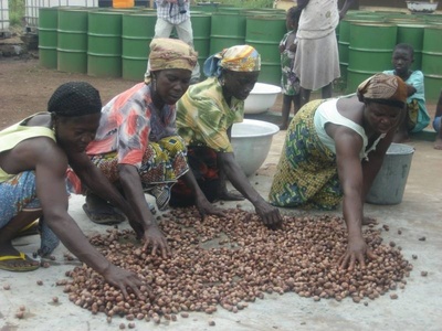African Shea Tree