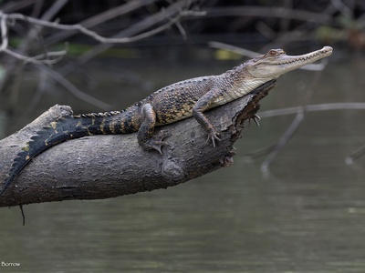 African Slender-snouted Crocodile